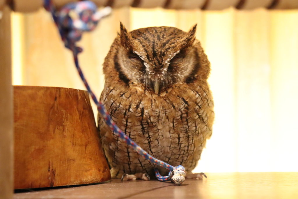 Happy Owl Café chouette, Tourist Attractions and Experiences